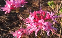 Candy Striper Native Azalea - Rhododendron Canescens - 3 Gallon Pot -Flowers World Shop Native Azalea Candy Striper 1