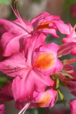 Country Cousin Pink Aromi Azalea (Rhododendron Hybrid) - 1 Gallon Pot -Flowers World Shop Native Azalea Country Cousin 3 1