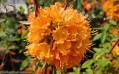 Dons Variegated Native Azalea - Rhododendron - 3 Gallon Pot -Flowers World Shop Native Azalea Dons Variegated 10 1