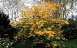 Escatawpa Florida Flame Native Azalea (Rhododendron Austrinum) - 3 Gallon Pot 11 Escatawpa Florida Flame Native Azalea (Rhododendron Austrinum) - 3 Gallon Pot -Flowers World Shop Native Azalea Escatawpa 4