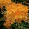 Escatawpa Florida Flame Native Azalea (Rhododendron Austrinum) - 3 Gallon Pot -Flowers World Shop Native Azalea Escatawpa 6