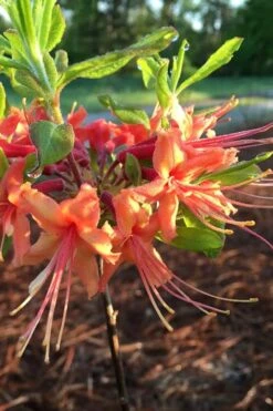 Evening Sunset Native Azalea (Rhododendron Austrinum) - 3 Gallon Pot 10 Evening Sunset Native Azalea (Rhododendron Austrinum) - 3 Gallon Pot -Flowers World Shop Native Azalea Evening Sunset 1
