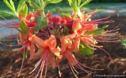 Evening Sunset Native Azalea (Rhododendron Austrinum) - 3 Gallon Pot 11 Evening Sunset Native Azalea (Rhododendron Austrinum) - 3 Gallon Pot -Flowers World Shop Native Azalea Evening Sunset 2