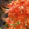 Evening Sunset Native Azalea (Rhododendron Austrinum) - 3 Gallon Pot -Flowers World Shop Native Azalea Evening Sunset 6