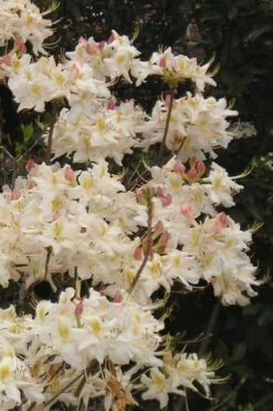 High Tide Aromi Azalea (Deciduous Rhododendron Hybrid) - 3 Gallon Pot -Flowers World Shop Native Azalea High Tide 10