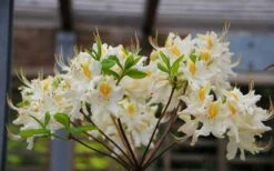 High Tide Aromi Azalea (Deciduous Rhododendron Hybrid) - 1 Gallon Pot -Flowers World Shop Native Azalea High Tide 2 1