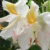 High Tide Aromi Azalea (Deciduous Rhododendron Hybrid) - 1 Gallon Pot -Flowers World Shop Native Azalea Hight Tide 1 1