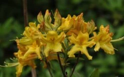 Jane's Gold Aromi Azalea (Rhododendron Hybrid) - 3 Gallon Pot -Flowers World Shop Native Azalea Janes Gold 1