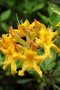 Jane's Gold Aromi Azalea (Rhododendron Hybrid) - 3 Gallon Pot -Flowers World Shop Native Azalea Janes Gold 4