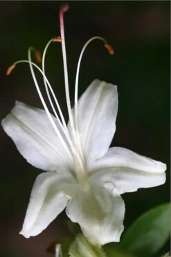June Jubilee Aromi Azalea (Rhododendron Hybrid) - 3 Gallon Pot -Flowers World Shop Native Azalea June Jubilee 2