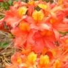 King's Trumpeter Aromi Azalea (Rhododendron Hybrid) - 3 Gallon Pot -Flowers World Shop Native Azalea Kings Trumpeter 2