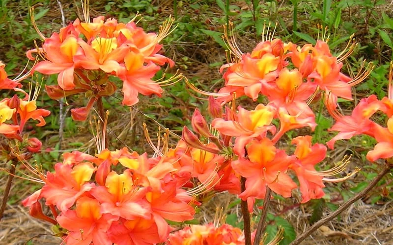 King's Trumpeter Aromi Azalea (Rhododendron Hybrid) - 3 Gallon Pot 6 King's Trumpeter Aromi Azalea (Rhododendron Hybrid) - 3 Gallon Pot - Image 4