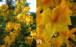 King's Wizard Aromi Azalea (Rhododendron Hybrid) - 1 Gallon Pot -Flowers World Shop Native Azalea Kings Wizard 4