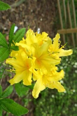 Lemonade Aromi Azalea (Rhododendron Hybrid) - 1 Gallon Pot -Flowers World Shop Native Azalea Lemonade 10 1