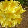 Lemonade Aromi Azalea (Rhododendron Hybrid) - 1 Gallon Pot -Flowers World Shop Native Azalea Lemonade 11 1