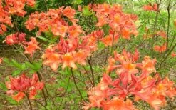 Mauvilla Gold Aromi Azalea (Rhododendron Hybrid) - 3 Gallon Pot -Flowers World Shop Native Azalea Mauvila Gold 1