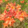 Mauvilla Gold Aromi Azalea (Rhododendron Hybrid) - 3 Gallon Pot -Flowers World Shop Native Azalea Mauvila Gold 10