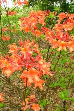 Mauvilla Gold Aromi Azalea (Rhododendron Hybrid) - 3 Gallon Pot -Flowers World Shop Native Azalea Mauvila Gold 2