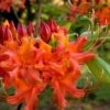 Oconee Native Azalea - Rhododendron Flammeum Speciosum - 1 Gallon Pot 2 Oconee Native Azalea - Rhododendron Flammeum Speciosum - 1 Gallon Pot -Flowers World Shop Native Azalea Oconee Flammeum 11