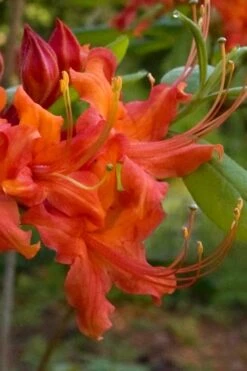 Oconee Native Azalea - Rhododendron Flammeum Speciosum - 1 Gallon Pot -Flowers World Shop Native Azalea Oconee Flammeum 12
