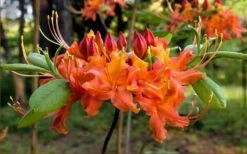 Oconee Native Azalea - Rhododendron Flammeum Speciosum - 3 Gallon Pot -Flowers World Shop Native Azalea Oconee Flammeum 20 1
