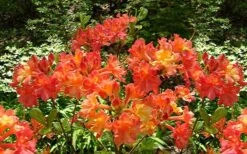Oconee Native Azalea - Rhododendron Flammeum Speciosum - 1 Gallon Pot -Flowers World Shop Native Azalea Oconee Flammeum 4