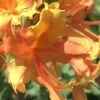Orange Marmalade Native Azalea - 3 Gallon Pot -Flowers World Shop Native Azalea Orange Marrmalade 1