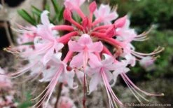 Varnadoes Phlox Pink Native Azalea - Rhododendron Canescens - 3 Gallon Pot 23 Varnadoes Phlox Pink Native Azalea - Rhododendron Canescens - 3 Gallon Pot -Flowers World Shop Native Azalea Phlox Pink 30