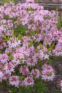 Pinxterbloom Azalea (Rhododendron Periclymenoides) - 3 Gallon Pot -Flowers World Shop Native Azalea Pinxterbloom 1