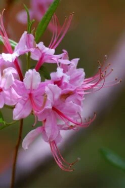 Pinxterbloom Azalea (Rhododendron Periclymenoides) - 3 Gallon Pot -Flowers World Shop Native Azalea Pinxterbloom 10