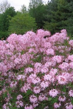 Pinxterbloom Azalea (Rhododendron Periclymenoides) - 3 Gallon Pot -Flowers World Shop Native Azalea Pinxterbloom 3