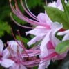Pinxterbloom Azalea (Rhododendron Periclymenoides) - 3 Gallon Pot 2 Pinxterbloom Azalea (Rhododendron Periclymenoides) - 3 Gallon Pot -Flowers World Shop Native Azalea Pinxterbloom 4