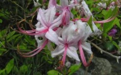 Pinxterbloom Azalea (Rhododendron Periclymenoides) - 3 Gallon Pot -Flowers World Shop Native Azalea Pinxterbloom 5