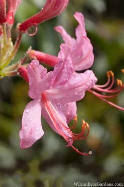 Pinxterbloom Azalea (Rhododendron Periclymenoides) - 3 Gallon Pot -Flowers World Shop Native Azalea Pinxterbloom 8