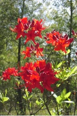Radiant Red Aromi Azalea (Rhododendron Hybrid) - 2 Gallon Pot -Flowers World Shop Native Azalea Radiant Red 6