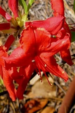 Radiant Red Aromi Azalea (Rhododendron Hybrid) - 1 Gallon Pot -Flowers World Shop Native Azalea Radiant Red 7