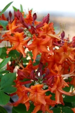 Red Pepper Aromi Azalea (Rhododendron Hybrid) - 3 Gallon Pot -Flowers World Shop Native Azalea Red Pepper 1 1