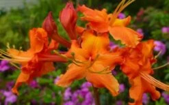 Red Pepper Aromi Azalea (Rhododendron Hybrid) - 3 Gallon Pot -Flowers World Shop Native Azalea Red Pepper 2 1