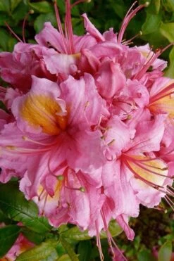 Samford Sorbet Native Azalea (Rhododendron) - 3 Gallon Pot -Flowers World Shop Native Azalea Samford Sorbet 10