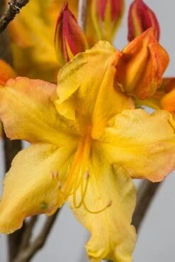 Solar Flare Sunbow Azalea - 3 Gallon Pot -Flowers World Shop Native Azalea Solar Flare Sunbow BS