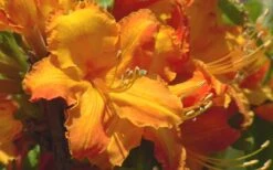 Solar Glow Sunbow Azalea - 2 Gallon Pot 9 Solar Glow Sunbow Azalea - 2 Gallon Pot -Flowers World Shop Native Azalea Solar Glow 2