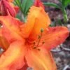 Solar Glow Sunbow Azalea - 3 Gallon Pot -Flowers World Shop Native Azalea Solar Sunglow 1 1