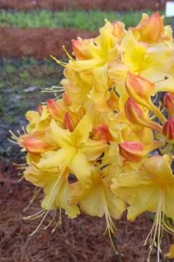 Solar Flare Sunbow Azalea - 3 Gallon Pot -Flowers World Shop Native Azalea Solor Flare Sunbow 2