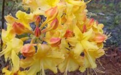 Solar Flare Sunbow Azalea - 3 Gallon Pot -Flowers World Shop Native Azalea Solor Flare Sunbow 3