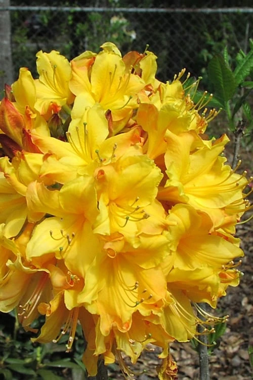 Spring Fanfare Aromi Azalea (Rhododendron Hybrid) - 1 Gallon Pot 3 Spring Fanfare Aromi Azalea (Rhododendron Hybrid) - 1 Gallon Pot