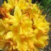 Spring Fanfare Aromi Azalea (Rhododendron Hybrid) - 3 Gallon Pot -Flowers World Shop Native Azalea Spring Fanfare 2