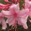 Spring Sensation Aromi Azalea (Rhododendron Hybrid) - 3 Gallon Pot -Flowers World Shop Native Azalea Spring Sensation 1 1