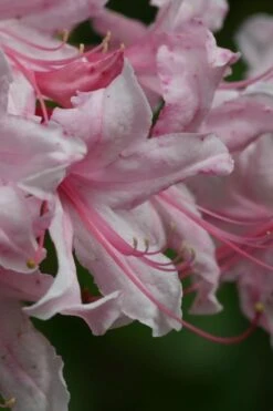 Spring Sensation Aromi Azalea (Rhododendron Hybrid) - 1 Gallon Pot -Flowers World Shop Native Azalea Spring Sensation 2