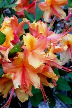 Tallulah Sunrise Native Azalea (Rhododendron) - 1 Gallon Pot -Flowers World Shop Native Azalea Tallulah Sunrise 21