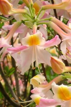 Touch Of Pink Aromi Azalea (Rhododendron Hybrid) - 3 Gallon Pot -Flowers World Shop Native Azalea Touch Of Pink 2